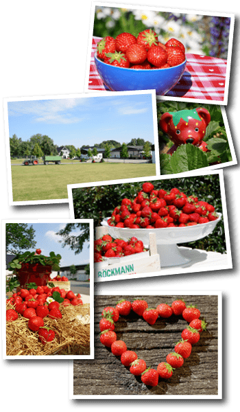 Boeckmann Erdbeeren Saisonstart-Bildmotiv2