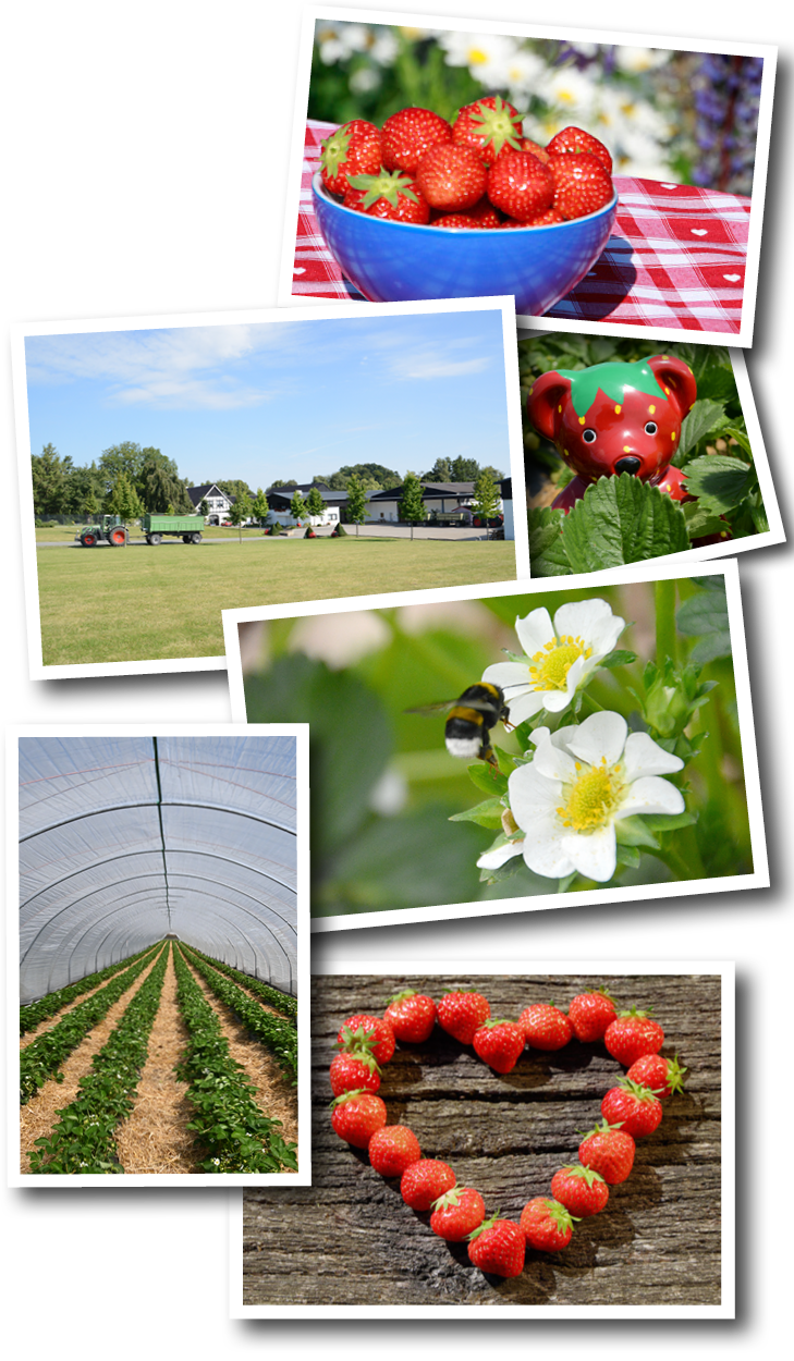 Boeckmann Erdbeeren Saisonstart-Bildmotiv1